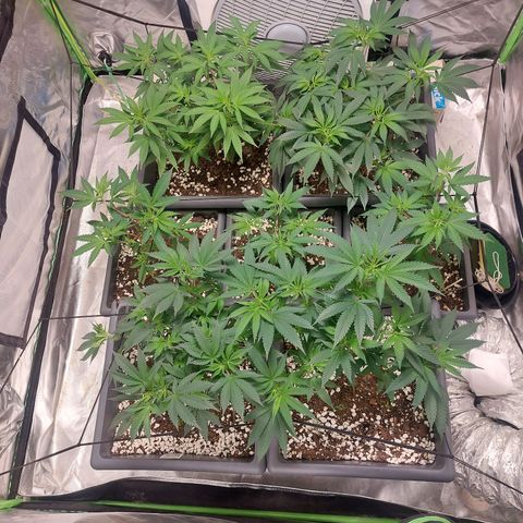 Purple Punch growlog timeline photo