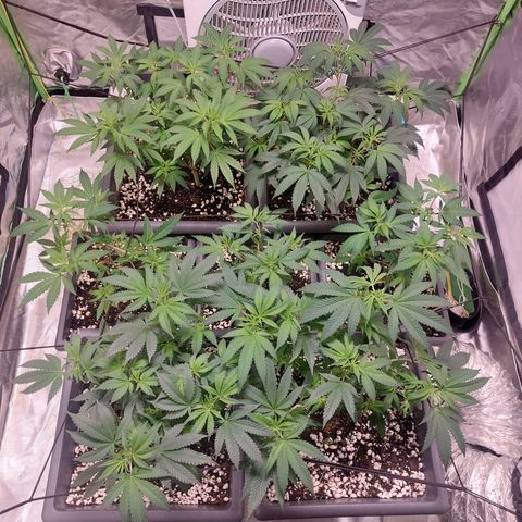 Purple Punch growlog timeline photo