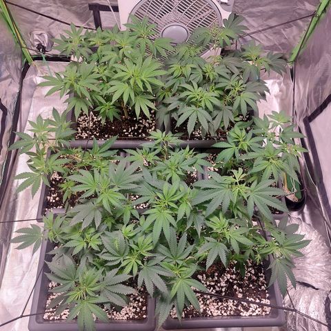 Purple Punch growlog timeline photo