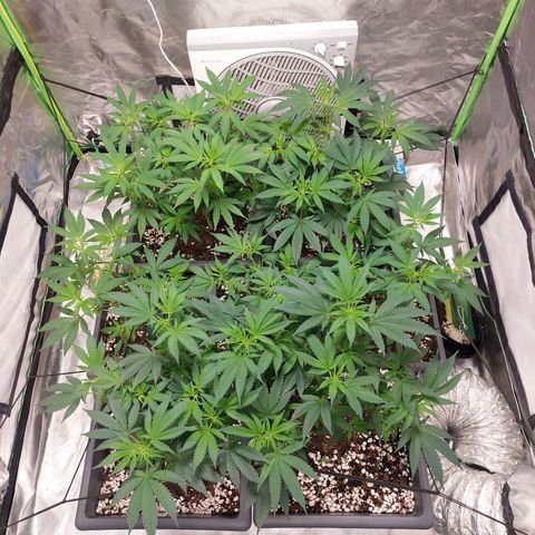 Purple Punch growlog timeline photo