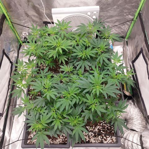 Purple Punch growlog timeline photo