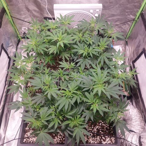 Purple Punch growlog timeline photo