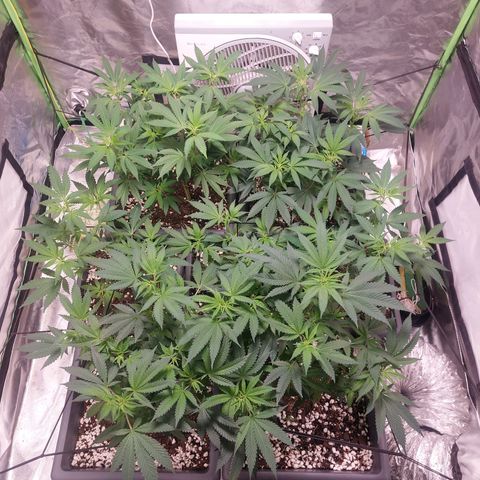Purple Punch growlog timeline photo