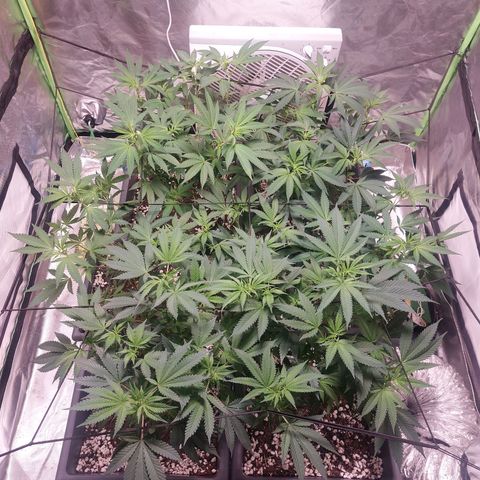 Purple Punch growlog timeline photo