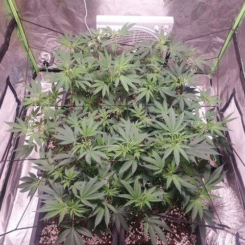 Purple Punch growlog timeline photo