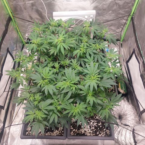 Purple Punch growlog timeline photo