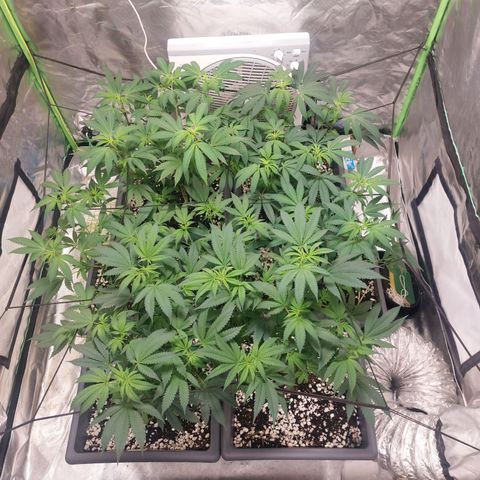 Purple Punch growlog timeline photo
