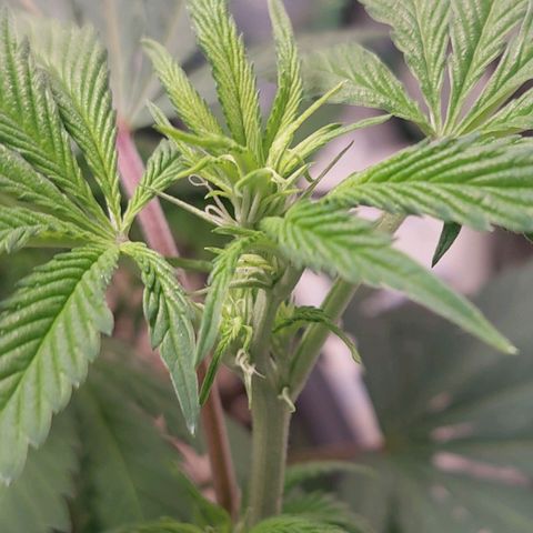 Purple Punch growlog photo: Bud formation 