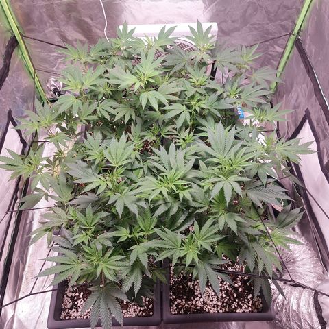 Purple Punch growlog timeline photo