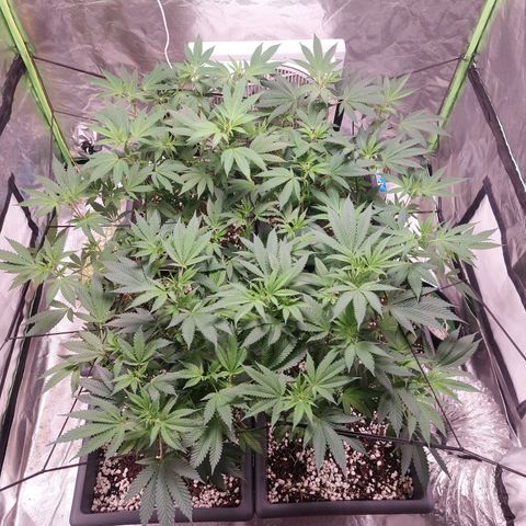 Purple Punch growlog timeline photo