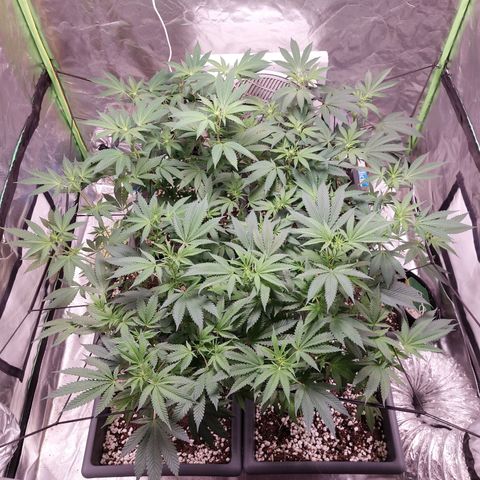 Purple Punch growlog timeline photo