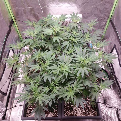 Purple Punch growlog timeline photo