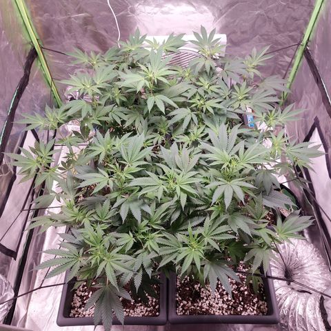 Purple Punch growlog timeline photo