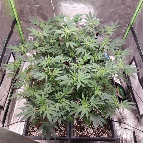Purple Punch growlog timeline photo