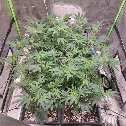 Purple Punch growlog timeline photo