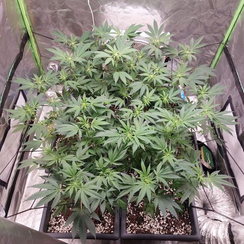 Purple Punch growlog timeline photo
