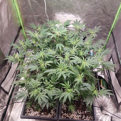 Purple Punch growlog timeline photo