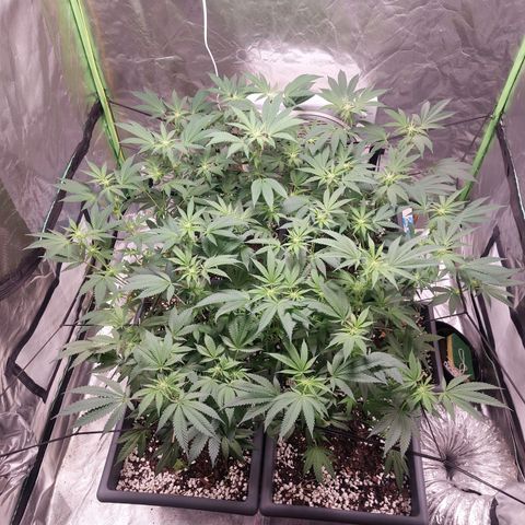 Purple Punch growlog timeline photo