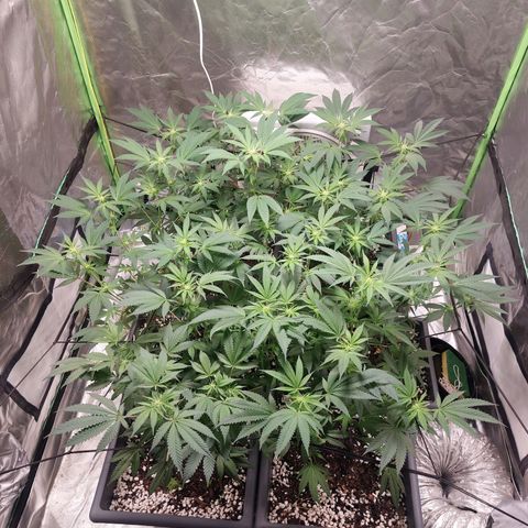 Purple Punch growlog timeline photo