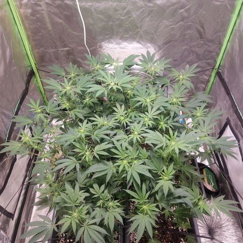 Purple Punch growlog timeline photo