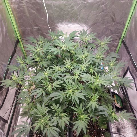 Purple Punch growlog timeline photo