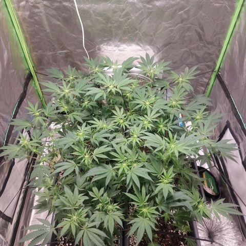 Purple Punch growlog timeline photo