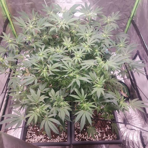 Purple Punch growlog timeline photo