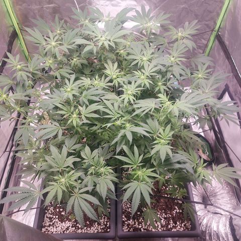 Purple Punch growlog timeline photo