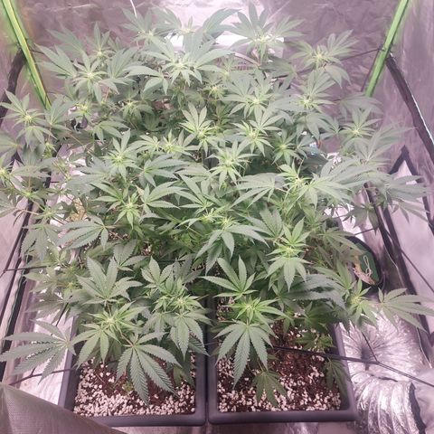 Purple Punch growlog timeline photo