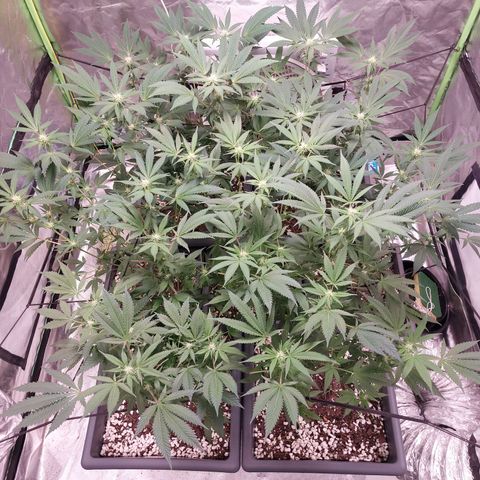 Purple Punch growlog timeline photo