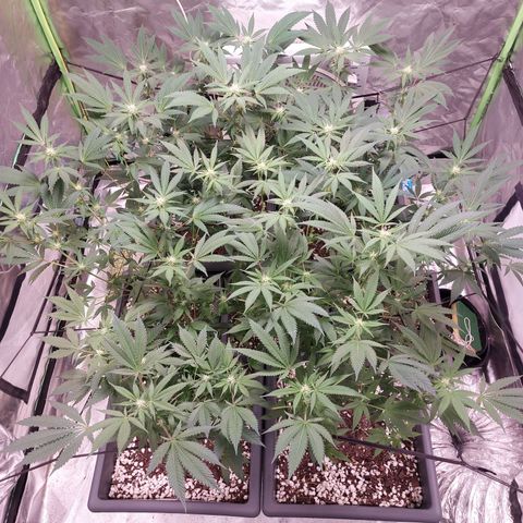 Purple Punch growlog timeline photo