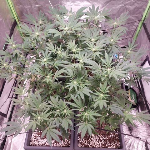Purple Punch growlog timeline photo