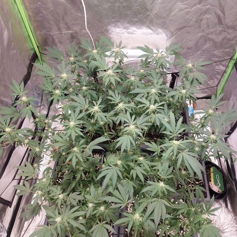 Purple Punch growlog timeline photo