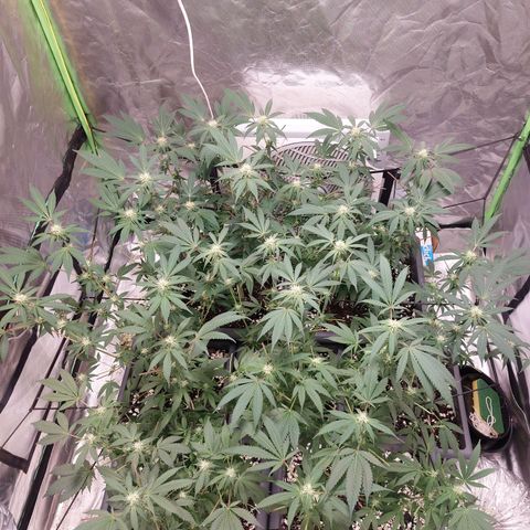 Purple Punch growlog timeline photo
