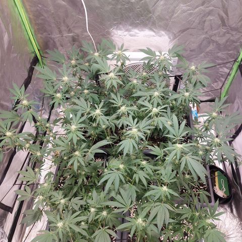 Purple Punch growlog timeline photo