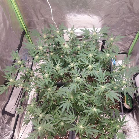 Purple Punch growlog timeline photo