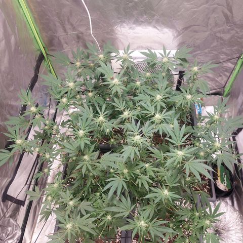 Purple Punch growlog timeline photo