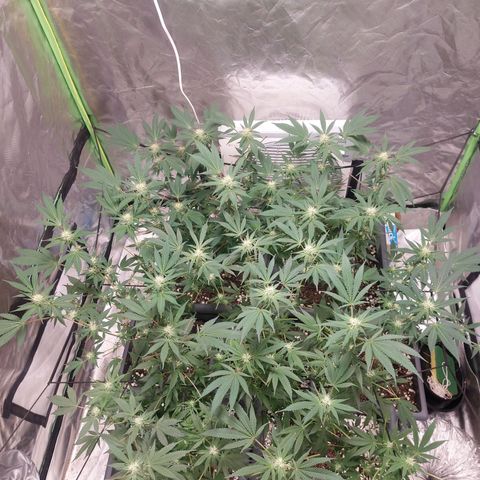 Purple Punch growlog timeline photo