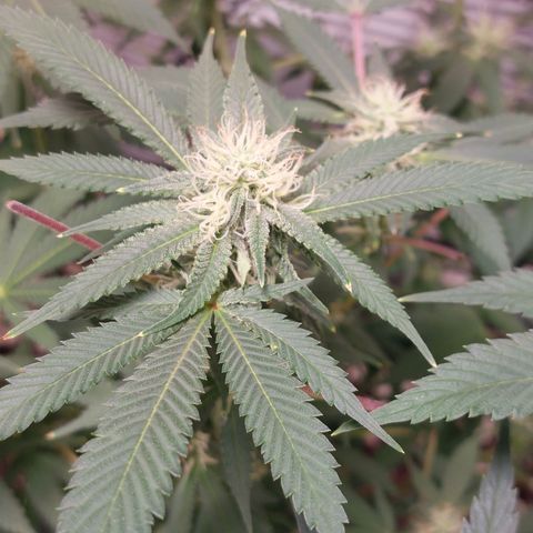 Purple Punch growlog timeline photo