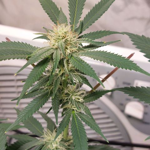 Purple Punch growlog timeline photo