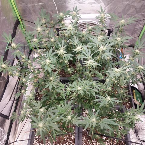 Purple Punch growlog timeline photo