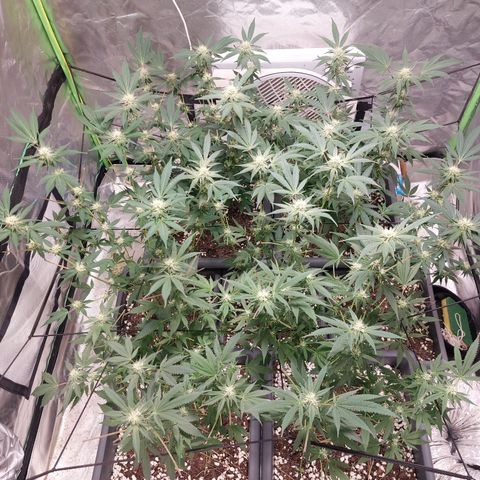 Purple Punch growlog timeline photo