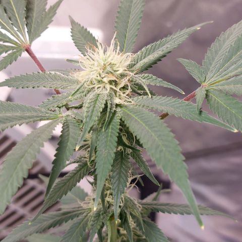 Purple Punch growlog timeline photo