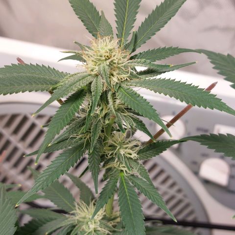 Purple Punch growlog timeline photo