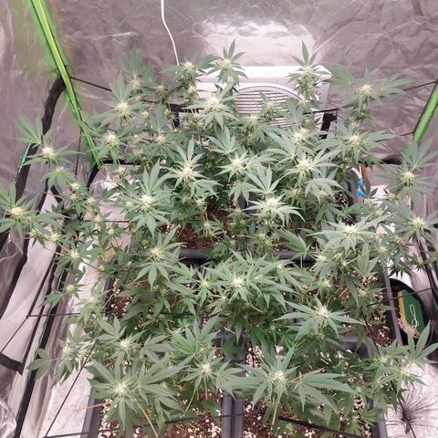 Purple Punch growlog timeline photo