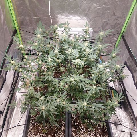 Purple Punch growlog timeline photo