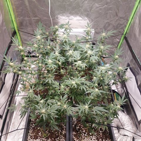 Purple Punch growlog timeline photo