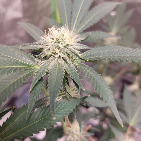 Purple Punch growlog timeline photo