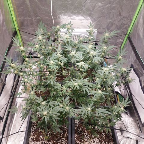 Purple Punch growlog timeline photo