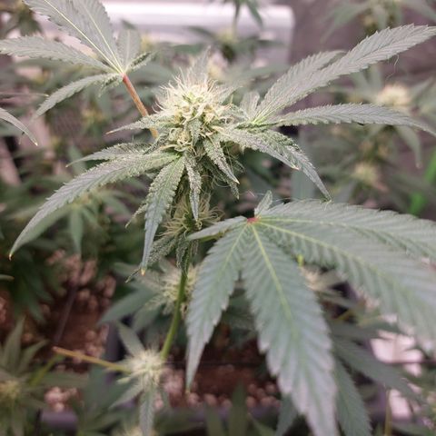 Purple Punch growlog timeline photo